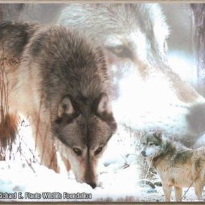 Meet your Posher, Robyn